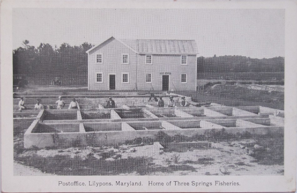 Lilypons, Maryland Post Office Post Card